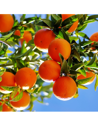 Portocal Comun - Citrus Sinensis "Aracio" - Ghiveci 30L