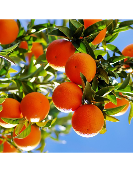 Portocal Comun - Citrus Sinensis "Aracio" - Ghiveci 30L