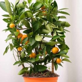 Citrus Calamondin - Ghiveci 2L
