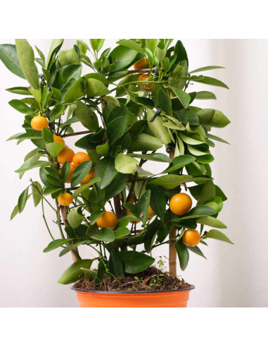 Citrus Calamondin - Ghiveci 2L