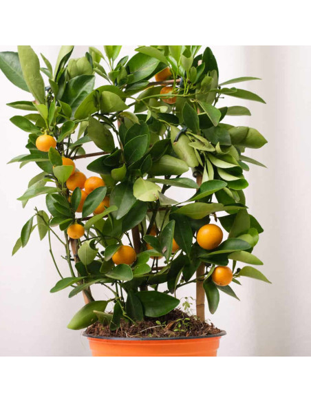 Citrus Calamondin - Ghiveci 2L