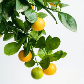 Citrus Calamondin - Ghiveci 2L 2