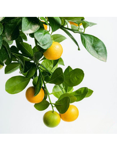 Citrus Calamondin - Ghiveci 2L