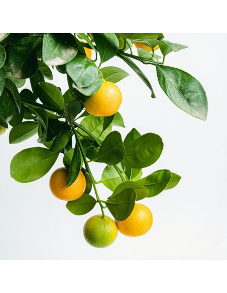 Citrus Calamondin - Ghiveci 2L