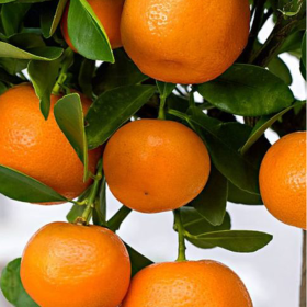 Citrus Calamondin - Ghiveci 3L 2