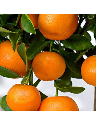 Citrus Calamondin - Ghiveci 3L
