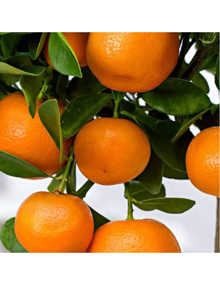 Citrus Calamondin - Ghiveci 3L