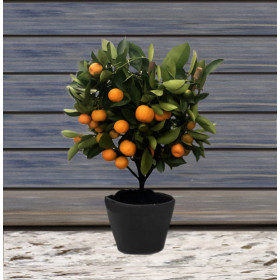 Citrus Calamondin - Ghiveci 2L