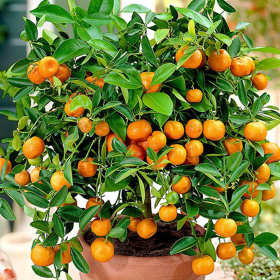 Citrus Calamondin - Ghiveci 3L