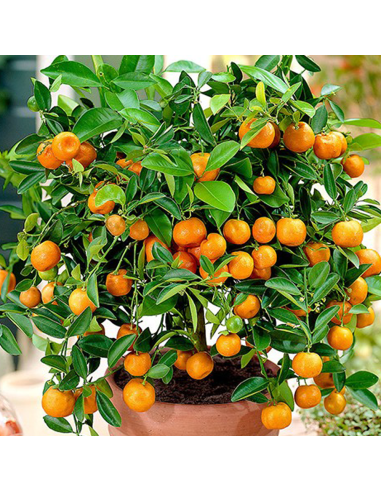 Citrus Calamondin - Ghiveci 3L