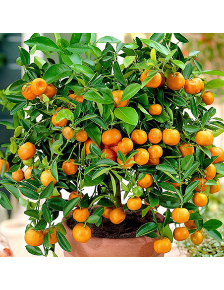Citrus Calamondin - Ghiveci 3L