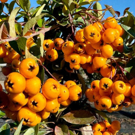Catina Galbena Femela "Soilei D'or" - Ghiveci P9