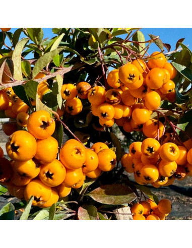 Catina Galbena Femela "Soilei D'or" - Ghiveci P9