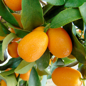 Citrus Kumquat - Ghiveci 35L 2