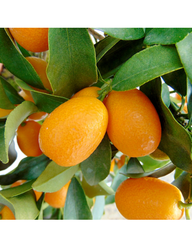 Citrus Kumquat - Ghiveci 35L