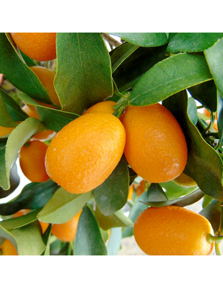 Citrus Kumquat - Ghiveci 35L