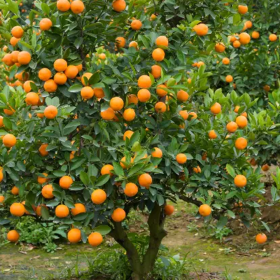 Citrus Kumquat - Ghiveci 35L