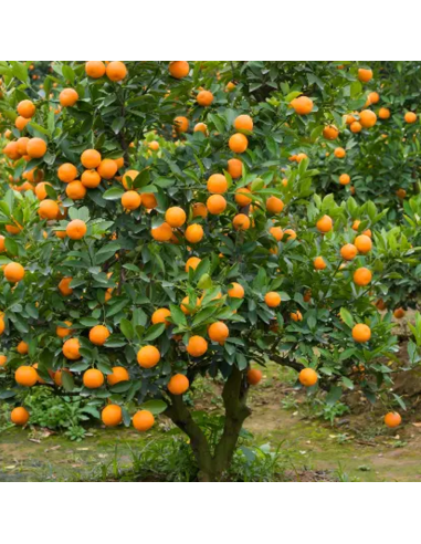 Citrus Kumquat - Ghiveci 35L