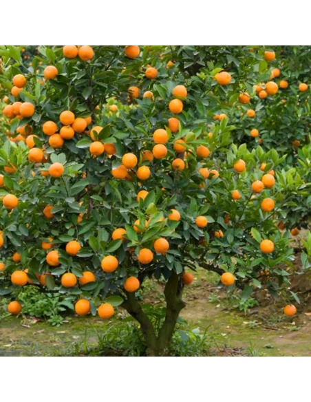 Citrus Kumquat - Ghiveci 35L