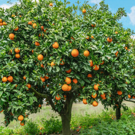 Portocal Comun - Citrus Sinensis - Ghiveci 50L