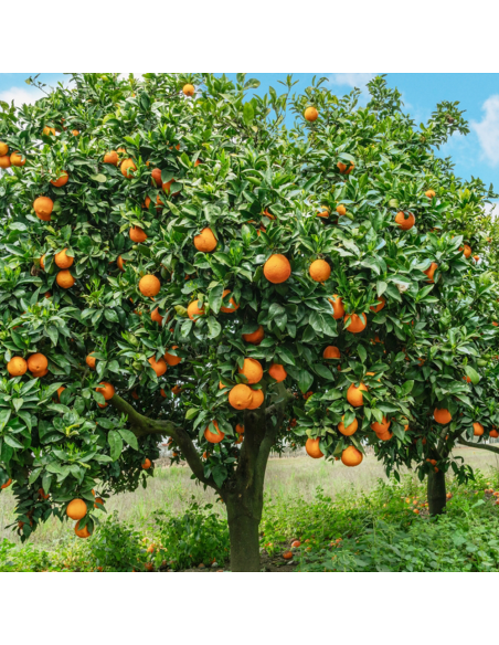 Portocal Comun - Citrus Sinensis - Ghiveci 50L