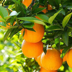 Portocal Comun - Citrus Sinensis - Ghiveci 50L 2