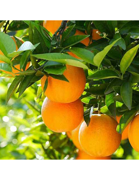 Portocal Comun - Citrus Sinensis - Ghiveci 50L