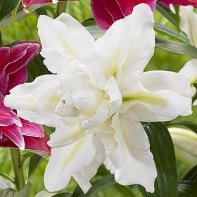 Crini Dublii Parfumati "White Beauty" Bulbi