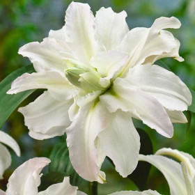 Crini Dublii Parfumati "Polar Star" Bulbi