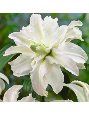 Crini Dublii Parfumati "Polar Star" Bulbi