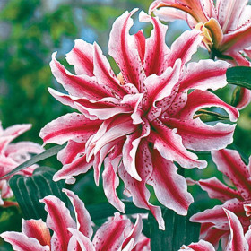 Crini Dublii Parfumati "Magic Star" Bulbi