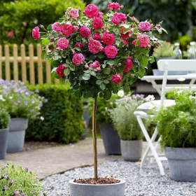 Trandafir Pomisor Rosarium - Ghiveci 5L