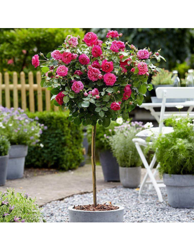 Trandafir Pomisor Rosarium - Ghiveci 5L