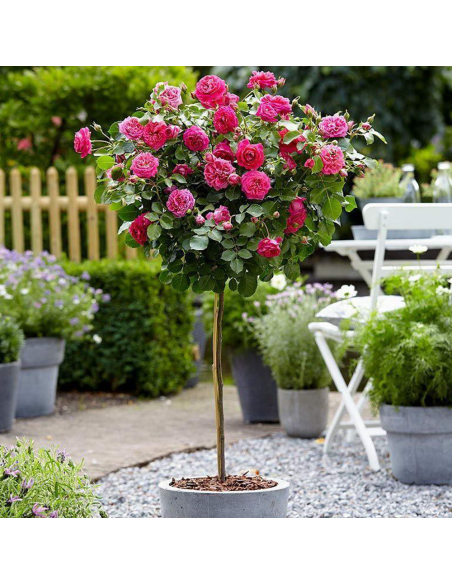 Trandafir Pomisor Rosarium - Ghiveci 5L