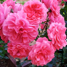Trandafir Pomisor Rosarium - Ghiveci 5L 2