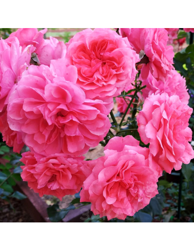 Trandafir Pomisor Rosarium - Ghiveci 5L