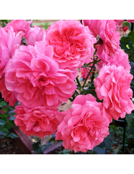 Trandafir Pomisor Rosarium - Ghiveci 5L