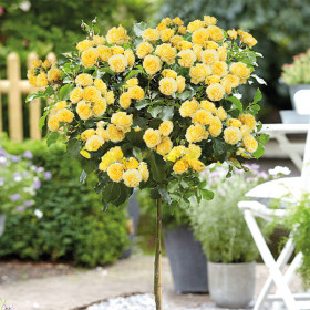 Trandafir Pomisor Galben - Ghiveci 5L