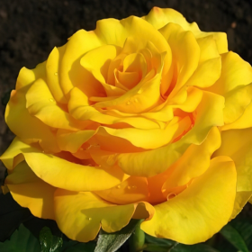 Trandafir Pomisor Galben - Ghiveci 5L 2