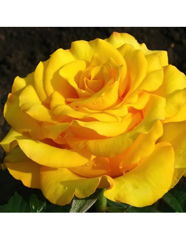 Trandafir Pomisor Galben - Ghiveci 5L