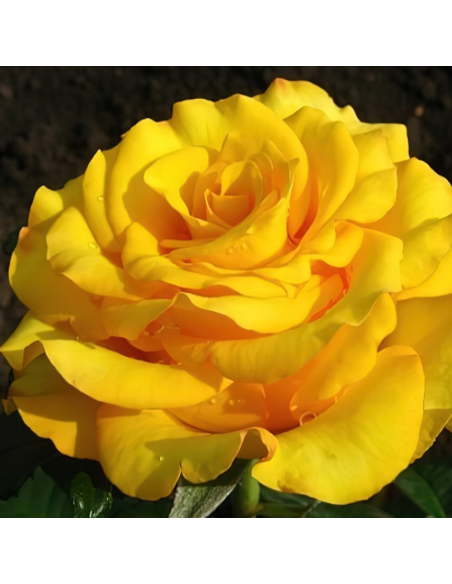 Trandafir Pomisor Galben - Ghiveci 5L