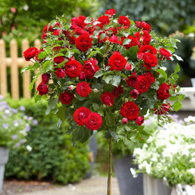 Trandafir Pomisor Knock Out - Ghiveci 5L