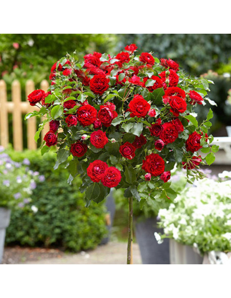 Trandafir Pomisor Knock Out - Ghiveci 5L