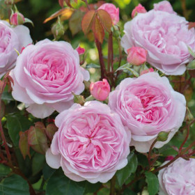 Trandafir Pomisor Olivia - Ghiveci 5L 2