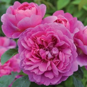 Trandafir Pomisor Princess Anne - Ghiveci 5L 2