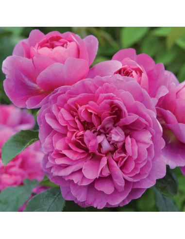 Trandafir Pomisor Princess Anne - Ghiveci 5L