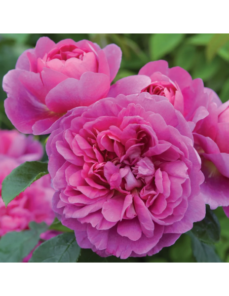 Trandafir Pomisor Princess Anne - Ghiveci 5L