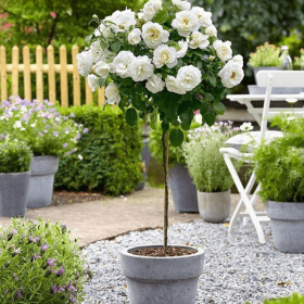 Trandafir Pomisor White Iceberg - Ghiveci 5L