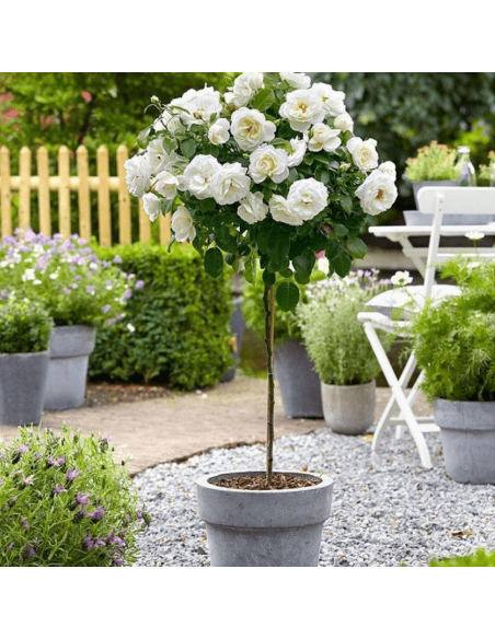 Trandafir Pomisor White Iceberg - Ghiveci 5L