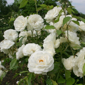 Trandafir Pomisor White Iceberg - Ghiveci 5L 2